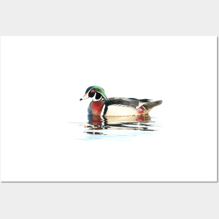 Watercolour Wood Duck Posters and Art